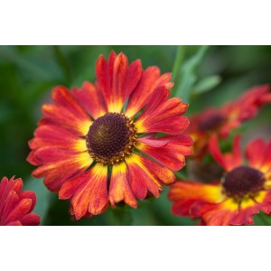 HELENIUM AUTUMNALE SALSA MARIACHI SEEDS - 50 SEEDS