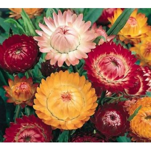 HELICHRYSUM BRACTEATUM STRAW FLOWER TOM THUMB MIXED SEEDS - 250 SEEDS