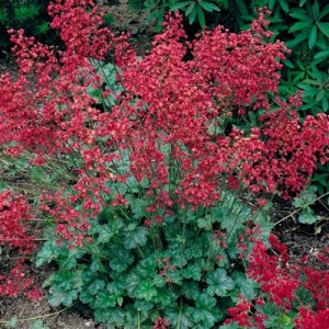 HEUCHERA SANGUINEA BRESSINGHAM HYBRIDS -  CORAL BELLS - 250 SEEDS