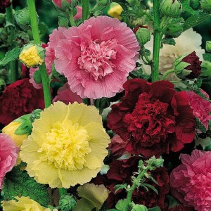 HOLLYHOCK CHATERS DOUBLE SEEDS - ALCEA ROSEA  - MIXED COLOUR - 50 SEEDS