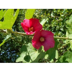 HOLLYHOCK ALCEA ROSEA DEEP PINK SEEDS - 50 SEEDS