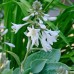 HOSTA SIEBOLDIANA ELEGANS SEEDS - 25 SEEDS