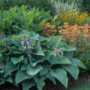 HOSTA SIEBOLDIANA ELEGANS SEEDS - 25 SEEDS