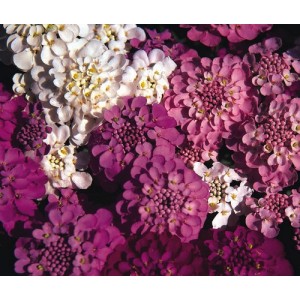 IBERIS SEMPERVIRENS SEEDS - CANDYTUFT CROWN MIXED - 250 SEEDS