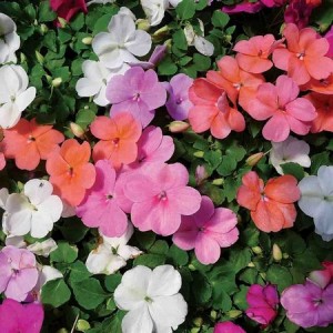 IMPATIENS WALLERIANA - BUSY LIZZIE DWARF MIX - 100 SEEDS