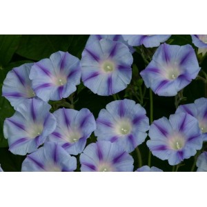 IPOMOEA PURPUREA DACAPO LIGHT BLUE SEEDS - MORNING GLORY CLIMBER - 50 SEEDS