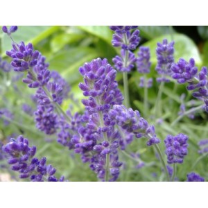 LAVENDER - COMMON ENGLISH LAVANDULA ANGUSTIFOLIA - 100 PERENNIAL SEEDS