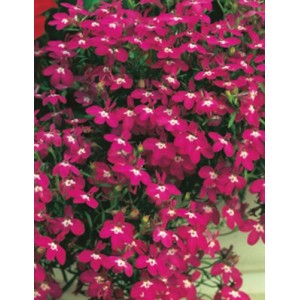 LOBELIA ERINUS ROSAMOND SEEDS - RED FLOWERS WITH WHITE EYES - COMPACT PLANT - 500 SEEDS