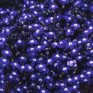 LOBELIA ERINUS TRAILING SAPPHIRE SEEDS - DEEP BLUE FLOWERS WITH WHITE EYES - 500 SEEDS