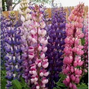 LUPINUS RUSSEL MIX SEEDS - LUPIN / LUPINE - 50 SEEDS