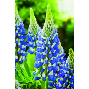 LUPIN LUPINE LUPINUS THE GOVERNOR SEEDS - BLUE & WHITE FLOWERS - 50 SEEDS