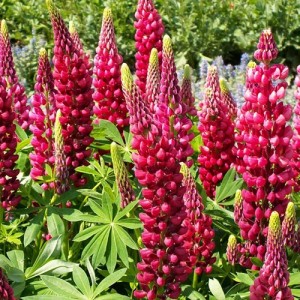 LUPIN RUSSEL THE PAGES CARMINE SEEDS - LUPINE LUPINUS RED FLOWERS - 50 SEEDS