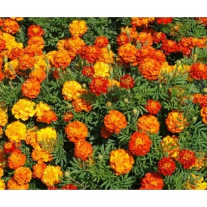 MARIGOLD FRENCH SPARKY MIX SEEDS - YELLOW & ORANGE TAGETES PATULA - 100 SEEDS