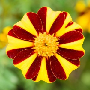 MARIGOLD TAGETES PATULA DWARF FRENCH MR MAJESTIC SEEDS - 100 SEEDS