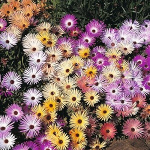 MESEMBRYANTHEMUM MAGIC CARPET MIX SEEDS - MIXED COLOURS - 500 SEEDS