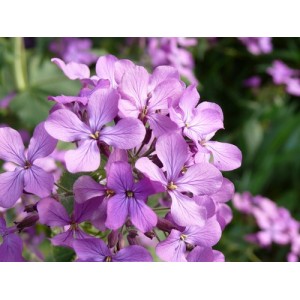 STOCK - NIGHT SCENTED STOCK SEEDS - MATTHIOLA BICORNIS - 350 SEEDS