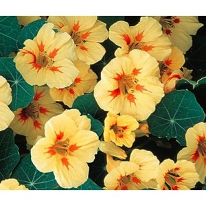 NASTURTIUM TROPAEOLUM MAJUS NANUM PEACH MELBA SEEDS - CREAMY YELLOW FLOWERS - 20 SEEDS