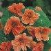 NASTURTIUM TROPAEOLUM MINUS SALMON BABY SEEDS - PINKY ORANGE FLOWERS - 20 SEEDS