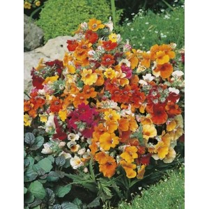 NEMESIA STRUMOSA CARNIVAL MIX SEEDS - MIXED COLOUR FLOWERS - 250 SEEDS