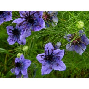 NIGELLA HISPANICA SEEDS - SPANISH LOVE IN A MIST - 100 SEEDS 