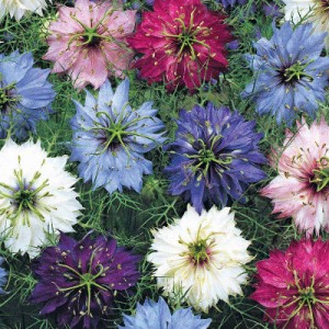NIGELLA DAMASCENA PERSIAN JEWELS MIX SEEDS - 150 SEEDS