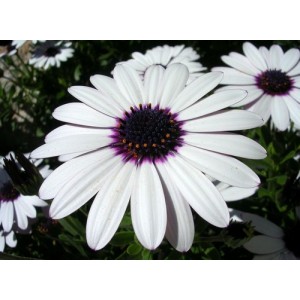 OSTEOSPERMUM ECKLONIS SKY AND ICE SEEDS - AFRICAN DAISY - WHITE FLOWERS - 25 SEEDS