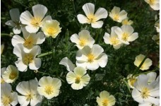 CALIFORNIA POPPY IVORY CASTLE SEEDS - ESCHSCHOLTZIA CALIFORNICA - 500 SEEDS CALIFORNIA POPPY IVORY CASTLE SEEDS - ESCHSCHOLTZIA CALIFORNICA - 500 SEEDS