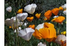 CALIFORNIA POPPY SINGLE MIX SEEDS - ESCHSCHOLTZIA CALIFORNICA - 500 SEEDS CALIFORNIA POPPY SINGLE MIX SEEDS - ESCHSCHOLTZIA CALIFORNICA - 500 SEEDS