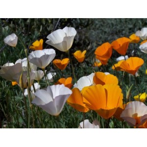 CALIFORNIA POPPY SINGLE MIX SEEDS - ESCHSCHOLTZIA CALIFORNICA - 500 SEEDS
