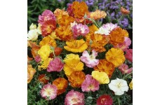 CALIFORNIA POPPY BALLERINA MIX COLOUR - ESCHSCHOLTZIA CALIFORNICA - 500 SEEDS CALIFORNIA POPPY BALLERINA MIX COLOUR - ESCHSCHOLTZIA CALIFORNICA - 500 SEEDS