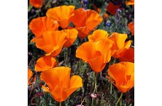 CALIFORNIA POPPY GOLDEN WEST SEEDS - ESCHSCHOLTZIA CALIFORNICA - 500 SEEDS CALIFORNIA POPPY GOLDEN WEST SEEDS - ESCHSCHOLTZIA CALIFORNICA - 500 SEEDS