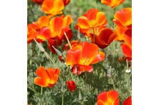 CALIFORNIA POPPY MIKADO SEEDS - ESCHSCHOLTZIA CALIFORNICA - 500 SEEDS CALIFORNIA POPPY MIKADO SEEDS - ESCHSCHOLTZIA CALIFORNICA - 500 SEEDS