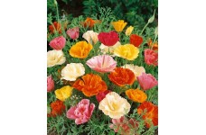 CALIFORNIA POPPY MISSION BELLS - ESCHSCHOLTZIA CALIFORNICA - 500 SEEDS CALIFORNIA POPPY MISSION BELLS - ESCHSCHOLTZIA CALIFORNICA - 500 SEEDS