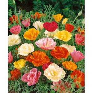 CALIFORNIA POPPY MISSION BELLS - ESCHSCHOLTZIA CALIFORNICA - 500 SEEDS CALIFORNIA POPPY MISSION BELLS - ESCHSCHOLTZIA CALIFORNICA - 500 SEEDS