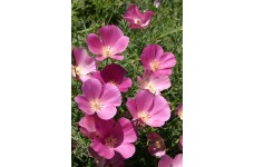 CALIFORNIA POPPY PURPLE GLEAM SEEDS - ESCHSCHOLTZIA CALIFORNICA - 500 SEEDS CALIFORNIA POPPY PURPLE GLEAM SEEDS - ESCHSCHOLTZIA CALIFORNICA - 500 SEEDS