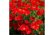 CALIFORNIA POPPY RED CHIEF SEEDS - ESCHSCHOLTZIA CALIFORNICA - 500 SEEDS CALIFORNIA POPPY RED CHIEF SEEDS - ESCHSCHOLTZIA CALIFORNICA - 500 SEEDS