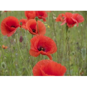 PAPAVER RHOEAS CORN POPPY FLANDERS SEEDS - RED FIELD POPPY - 500 SEEDS