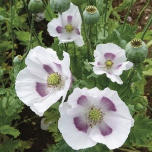 PAPAVER POPPY MAANZAAD BREAD POPPY - 250 SEEDS