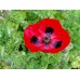 PAPAVER COMMUTATUM LADYBIRD / LADY BIRD POPPY SEEDS - 500 SEEDS