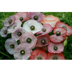 PAPAVER RHOEAS POPPY MOTHER OF PEARL SEEDS - MIXED COLOURS - 250 SEEDS