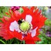 PAPAVER POPPY DANISH DWARF SEEDS - RED & WHITE SINGLE FLOWERS - 350 SEEDS