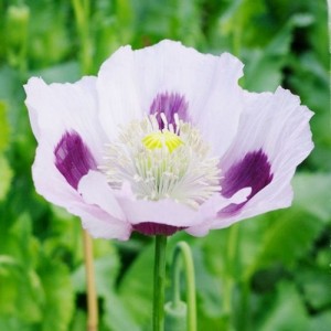 PAPAVER POPPY BLUE MOON SEEDS - WHITE WITH INNER PURPLE BLOTCH - 200 SEEDS