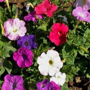 PETUNIA NANA COMPACTA MIXED SEEDS - MIXED COLOUR FLOWERS - 250 SEEDS