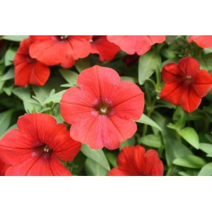 PETUNIA NANA COMPACTA SCARLET RED SEEDS - 250 SEEDS