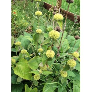 PHLOMIS RUSSELIANA SEEDS - TURKISH SAGE - 25 SEEDS