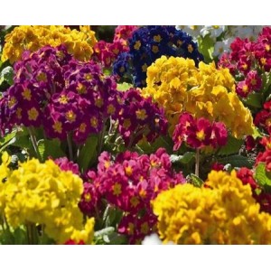 POLYANTHUS PRIMULA VERIS ELATIOR MIX SEEDS -  50 SEEDS