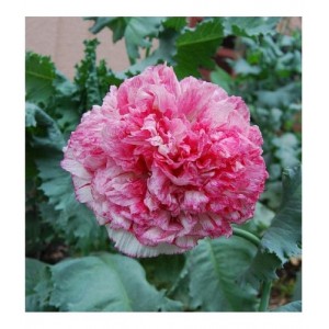 PAPAVER POPPY SOMNIFERUM FLEMISH ANTIQUE PINK PEONY SEEDS - 250 SEEDS