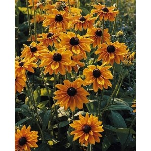 RUDBECKIA HIRTA MARMALADE SEEDS - BLACK EYED SUSAN - 250 SEEDS