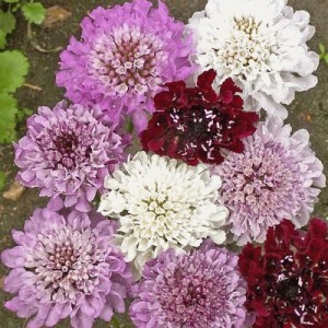 SCABIOSA ATROPURPUREA IMPERIAL MIX SEEDS - PINCUSHION SCABIOUS - 100 SEEDS