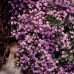 SAPONARIA VACCARIA PINK BEAUTY SEEDS - PINK FLOWERS - SOAPWORT - 100 SEEDS